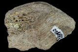 Fossil Dinosaur Bone Section - Aguja Formation, Texas #116816-2